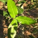 Garcinia livingstonei Leaf