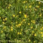 Trifolium patens Habitus