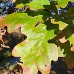 Quercus alba Blad