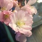 Prunus × subhirtellaFlower