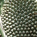 Pandanus clandestinus Fruto