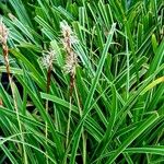 Carex morrowii पत्ता