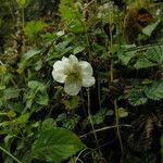 Rubus nepalensis Хабит