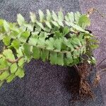 Adiantum caudatum Leaf