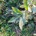 Salix triandraFolha