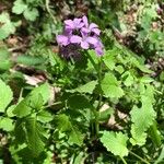 Cardamine chelidonia Çiçek