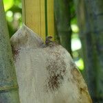 Bambusa vulgaris Drugo