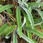 Phlomis lychnitis Folla