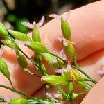 Ichnanthus panicoides Flower