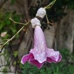 Podranea ricasoliana Flower