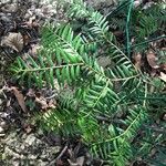 Taxus wallichiana Blad