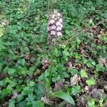 Orchis purpureaBlüte