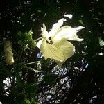 Abelmoschus moschatus Floare