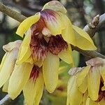 Chimonanthus praecoxFlor