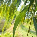 Salix × pendulina পাতা