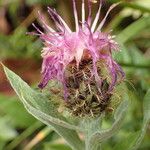 Centaurea uniflora Flower