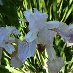 Iris pallida Květ