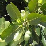 Calophyllum inophyllum برگ