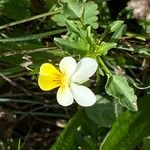 Viola arvensisFlower