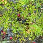 Vaccinium myrsinites Fruit