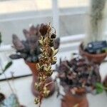 Aloe tororoana Фрукт