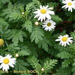 Argyranthemum broussonetii Natur