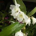 Dendrobium nobile Květ