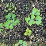 Aquilegia fragrans Leaf