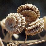 Medicago rugosa Fruit