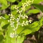 Maianthemum racemosum Blomma