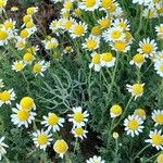 Anthemis maritima 形態