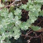 Plecostachys serpyllifolia Leaf