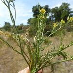 Sisymbrella aspera Corteza