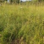 Oenanthe millefolia Hábito