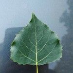 Populus deltoides Blatt