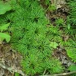 Lycopodium digitatum Lehti