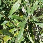 Salix lasiolepis Облик