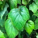 Begonia formosana Leaf