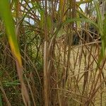 Miscanthus × longiberbis Leaf