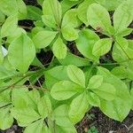 Talinum paniculatum Leaf