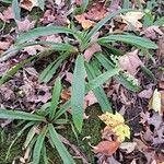 Carex plantaginea Leaf