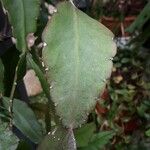 Rhipsalis elliptica Blad