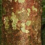 Dicorynia guianensis Bark