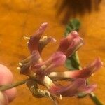 Astragalus monspessulanus Lorea