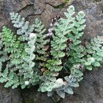 Cosentinia vellea Likasa