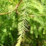 Taxodium distichumFeuille