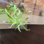 Chlorophytum comosum Liść