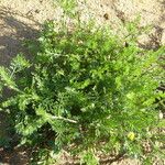 Anacyclus valentinus Tabia