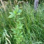 Euonymus latifoliusFuelha