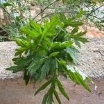 Artemisia princeps Листок